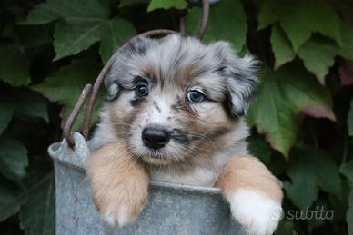 Cuccioli pastore australiano