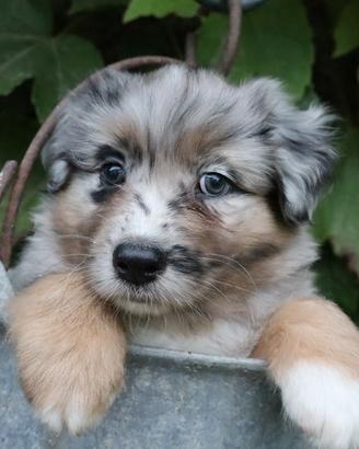 Cuccioli pastore australiano
