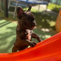 Bulldog francese
