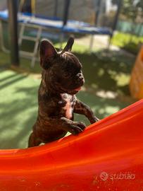 Bulldog francese