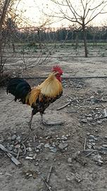 Galli giovani, sani e ben allevati