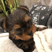 Yorkshire cuccioli femmina