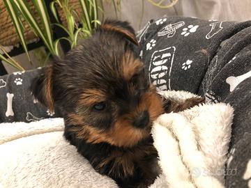 Yorkshire cuccioli femmina