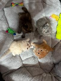 Persiani cuccioli dolcissimi da aprile