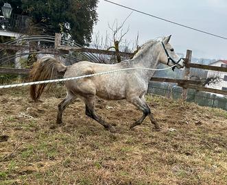 Purosangue ARABO stalloncino