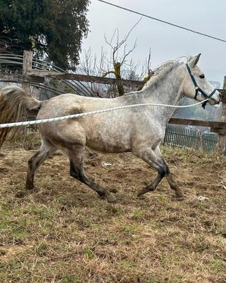 Purosangue ARABO stalloncino