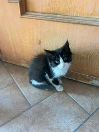 Gatto maschio