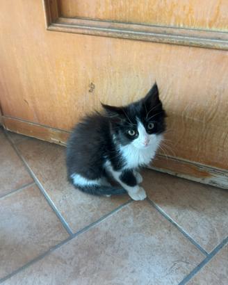 Gatto maschio