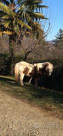 Pony da compagnia