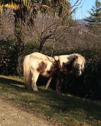 Pony / Cavallino da compagnia