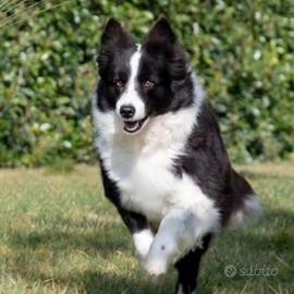 Border collie cuccioli