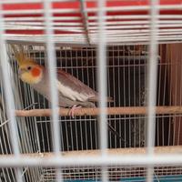 Calopsite e inseparabili