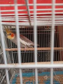 Calopsite e inseparabili