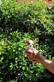 Cuccioli di Chihuahua toy