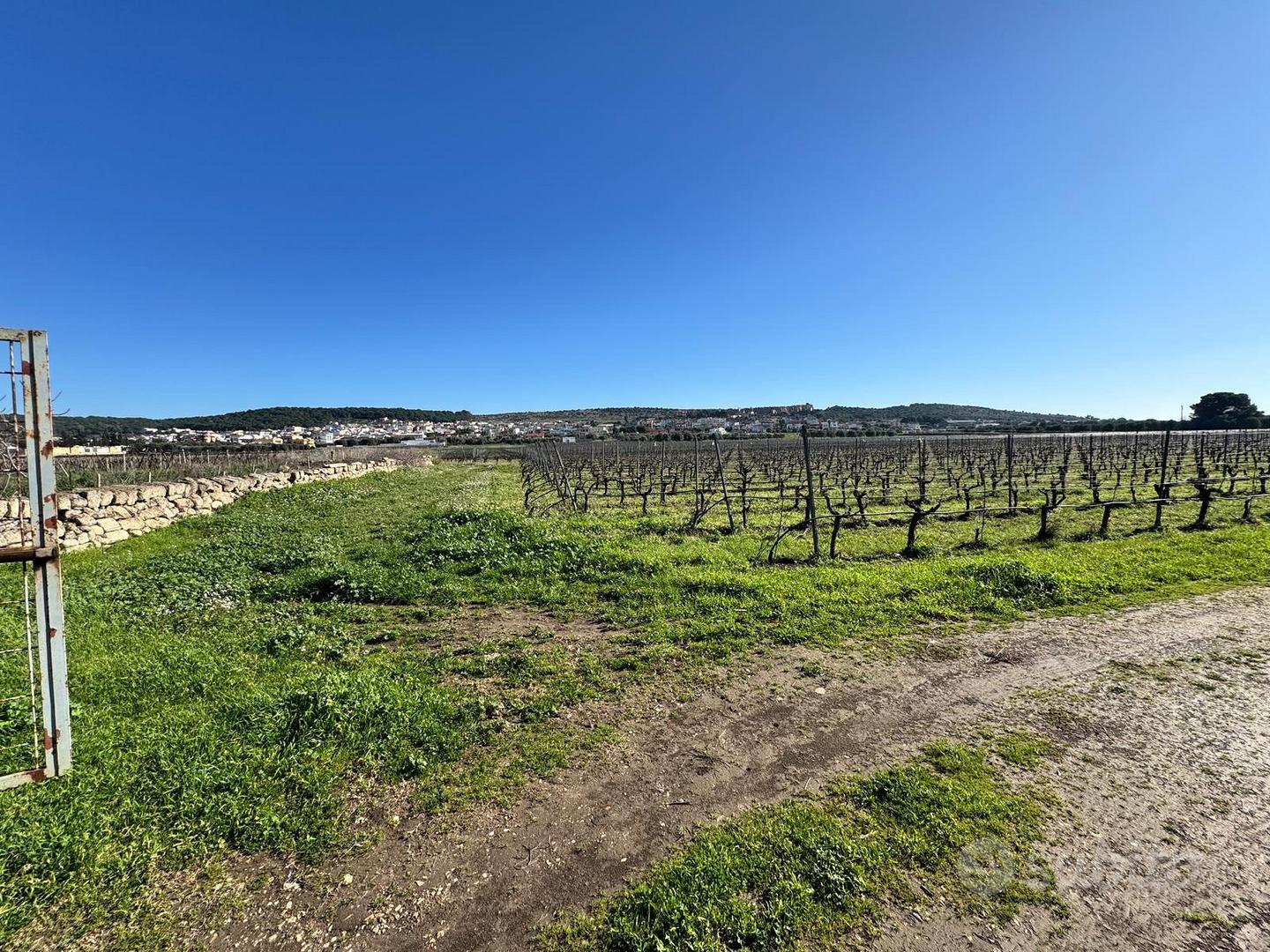 Faggiano terreno agricolo di circa 12 ettari - Vista 5