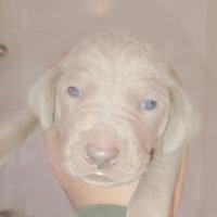 Cuccioli di weimaraner