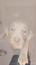 Cuccioli di weimaraner