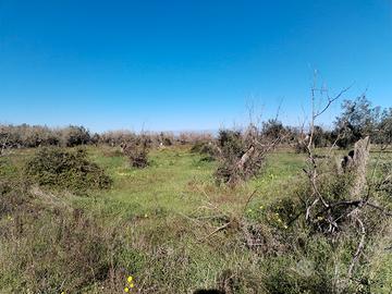 Terreno agricolo 4200 mq