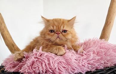 Gattino persiano 