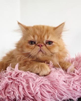 Gattino persiano 