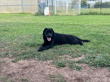 Labrador