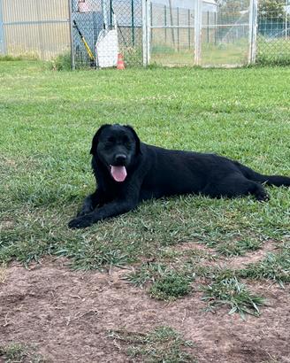 Labrador