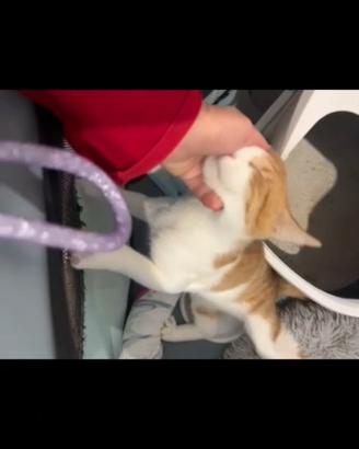 Gattino in adozione