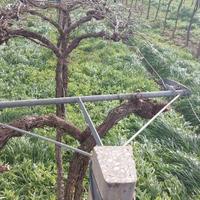 BRACCETTI  VIGNETO  GDC