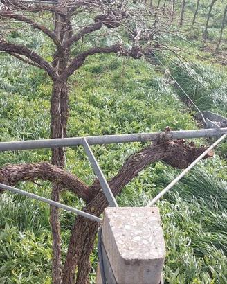 BRACCETTI  VIGNETO  GDC