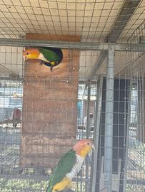 Coppie caicco testa gialla riproduttive