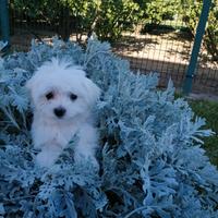 Cuccioli maltesi