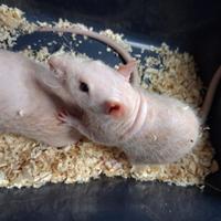 Rattini nudi