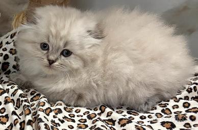 Scottish fold sthrait