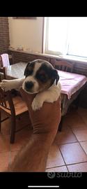 Cuccioli jack russel terrier