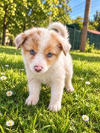 Cuccioli red merle pastore australiano shepherd