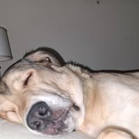 Argo cane di taglia grande