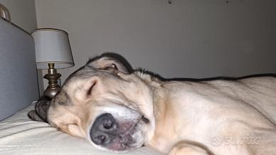 Argo cane di taglia grande