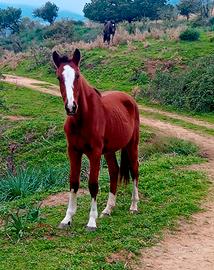 Cavalli sella italiano