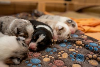 Cuccioli aussie pastore australiano