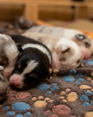 Cuccioli aussie pastore australiano