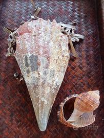 conchiglia bivalva gigante Mediterraneo 