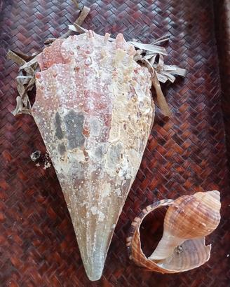 conchiglia bivalva gigante Mediterraneo 