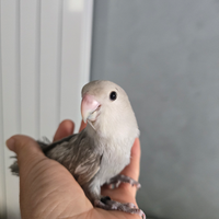 Pulli di inseparabili allevati a mano