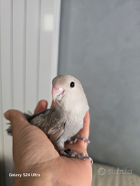 Pulli di inseparabili allevati a mano