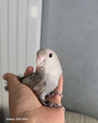 Pulli di inseparabili allevati a mano