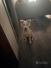 Cane cucciolo