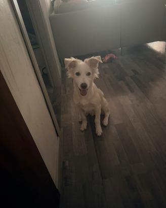 Cane cucciolo