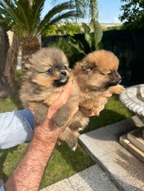 Cuccioli di Spitz di Pomerania Nani