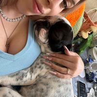 Bulldog francese
