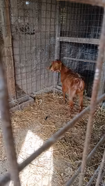 Capra